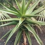 Aloe vaombe Deilen