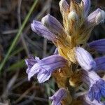 Phelipanche purpurea Fula