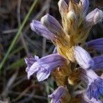 Orobanche purpurea Flower