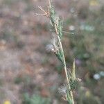 Lactuca saligna Fruit