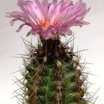 Thelocactus bicolor Хабит