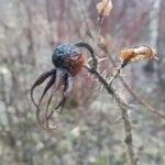 Rosa acicularis Frucht