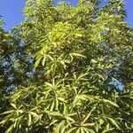 Sterculia murex Leaf