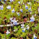 Collinsia parviflora Blomma