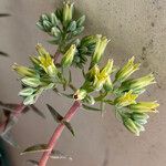 Dudleya densiflora Flor