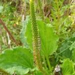 Plantago majorFlower