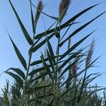 Arundo donaxBlüte