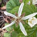Rubus ursinus 花