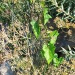 Mikania scandens Fuelha