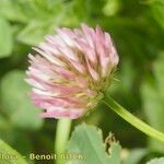 Trifolium isthmocarpum Λουλούδι
