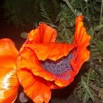 Papaver orientale Fleur