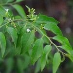 Olax dissitiflora Leaf