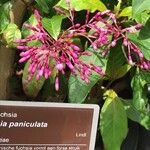 Fuchsia paniculata 葉