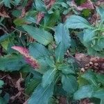 Penstemon serrulatus Leaf