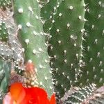 Opuntia tomentosa Blatt