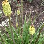 Kniphofia uvariaŽiedas