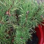 Pinus pumila List