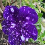 Petunia x atkinsiana പുഷ്പം