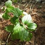 Smilax tamnoides 葉