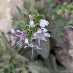 Hyoscyamus insanus Flower