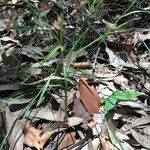 Panicum simile Habit