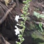 Gonzalagunia hirsuta फूल