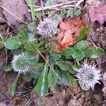 Globularia vulgaris 花