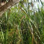 Typha orientalis 整株植物