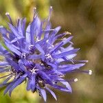 Jasione heldreichii Blodyn