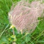 Geum montanumFlower