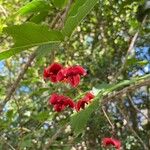 Euonymus latifoliusഫലം