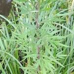 Artemisia verlotiorum Hábito