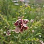 Hyoscyamus niger Цветок