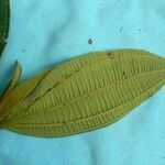 Miconia tschudyoides Leaf