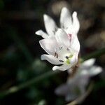 Brimeura fastigiata 花