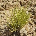 Senna crassiramea Hoja