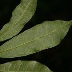 Trymatococcus oligandrus Лист