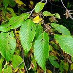Carpinus cordata Hoja