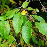 Carpinus cordata 葉