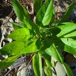 Penstemon digitalisFuelha