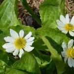 Caltha leptosepala Blomma