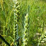 Triticum turgidum Kvet