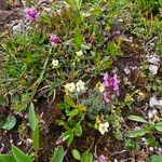 Saxifraga caesia Blüte