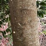 Quercus myrsinifolia Bark