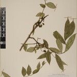 Zanthoxylum oxyphyllum Altro