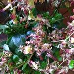 Kalanchoe manginii Цвят