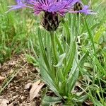 Cyanus triumfettii Flower