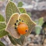 Lonicera implexa Fruit