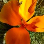 Eschscholzia californica Blomst