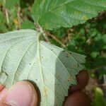 Rubus adscitus Övriga